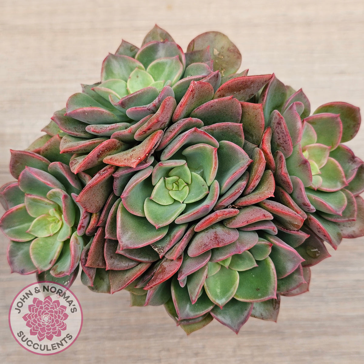 Echeveria 'Noble Red'