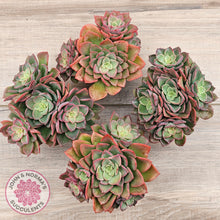 Load image into Gallery viewer, Echeveria 'Noble Red'