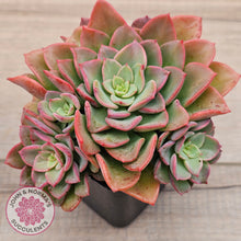 Load image into Gallery viewer, Echeveria 'Noble Red'