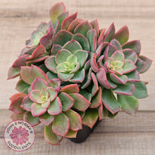 Load image into Gallery viewer, Echeveria 'Noble Red'