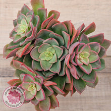 Load image into Gallery viewer, Echeveria 'Noble Red'