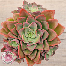Load image into Gallery viewer, Echeveria 'Noble Red'