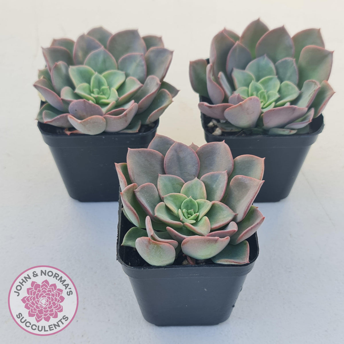 Echeveria 'Noble Red'