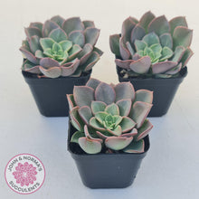 Load image into Gallery viewer, Echeveria 'Noble Red' - John & Norma's Succulents Australia