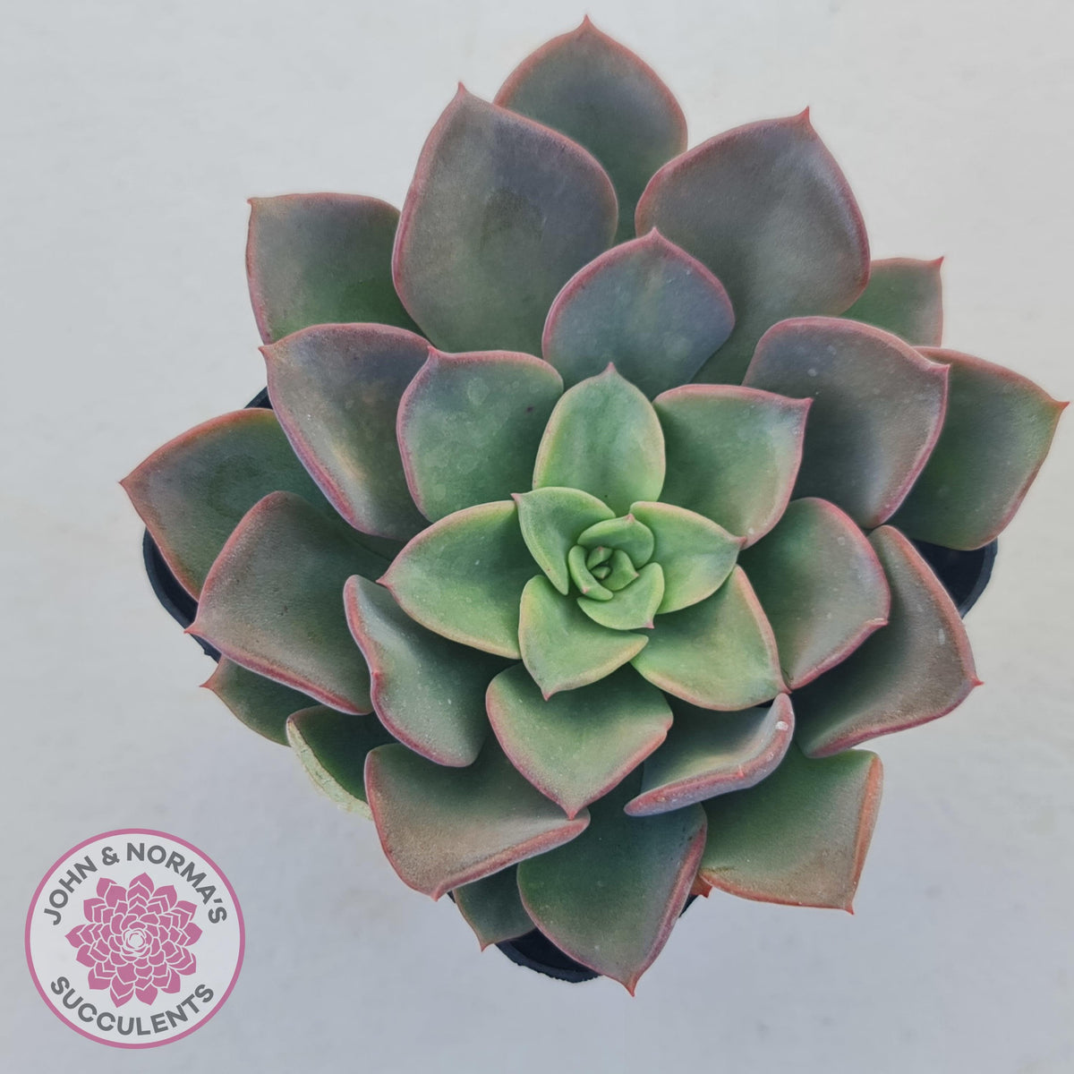 Echeveria 'Noble Red'