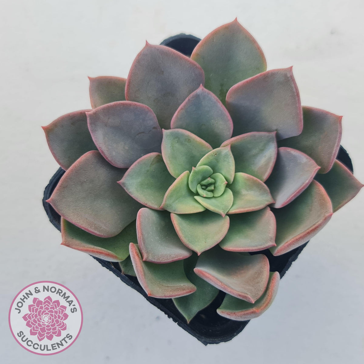 Echeveria 'Noble Red'