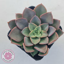 Load image into Gallery viewer, Echeveria 'Noble Red' - John & Norma's Succulents Australia