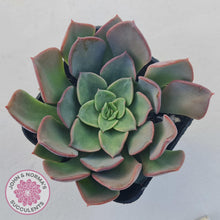 Load image into Gallery viewer, Echeveria 'Noble Red' - John & Norma's Succulents Australia