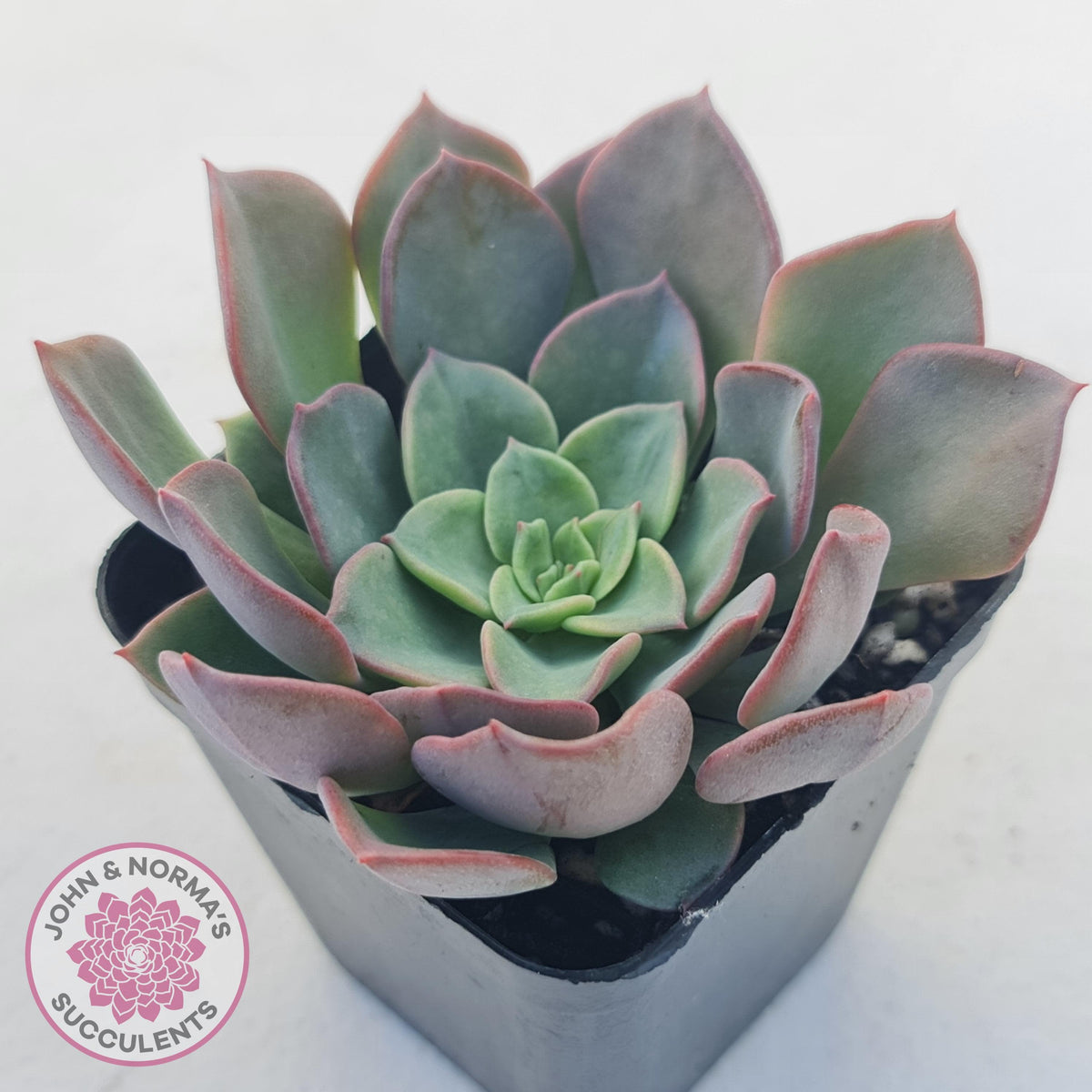 Echeveria 'Noble Red'