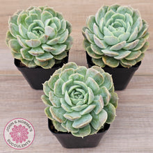 Load image into Gallery viewer, Echeveria 'Onslow' Monstrose