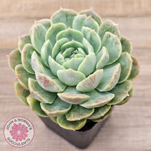 Load image into Gallery viewer, Echeveria 'Onslow' Monstrose