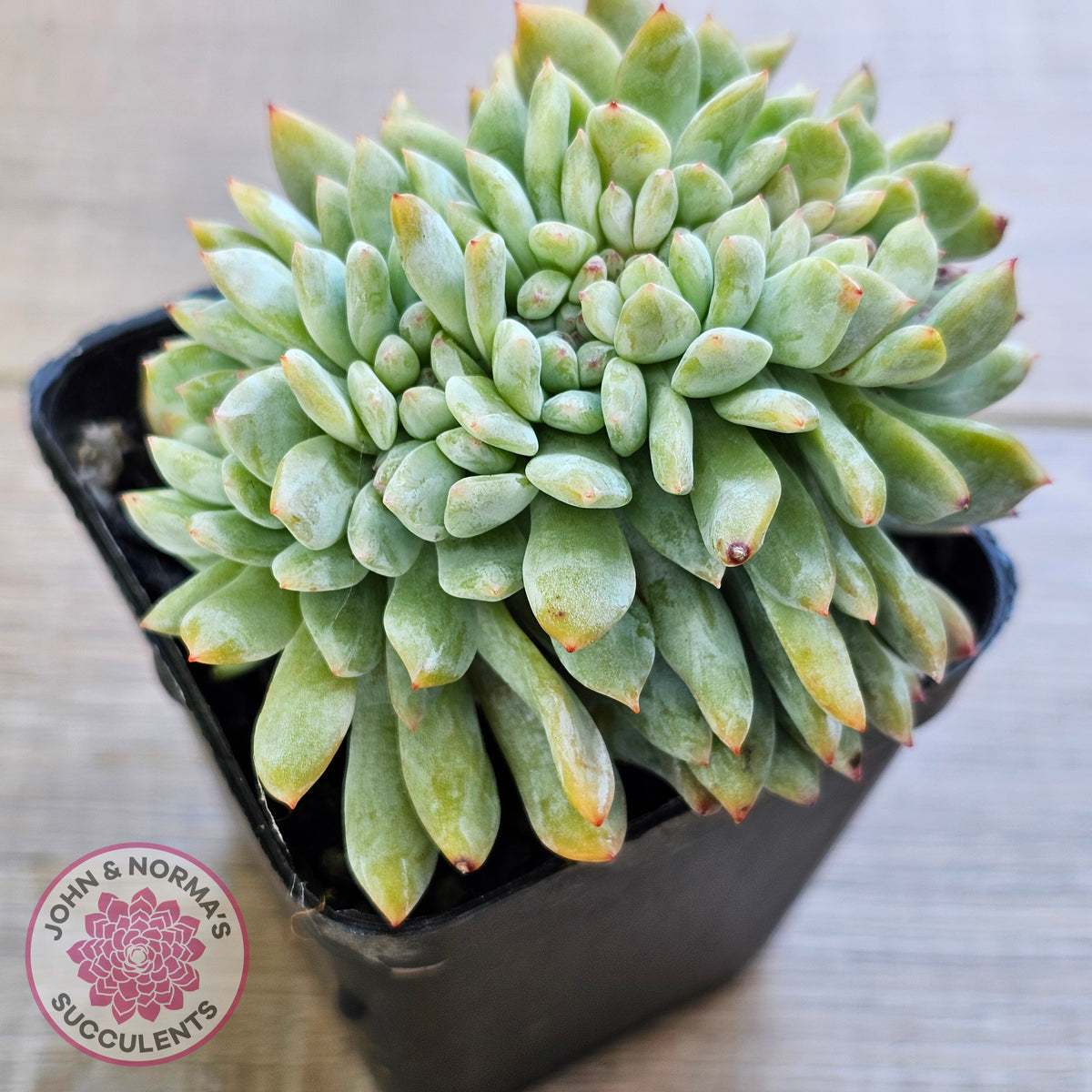 Echeveria Orange Monroe Crest