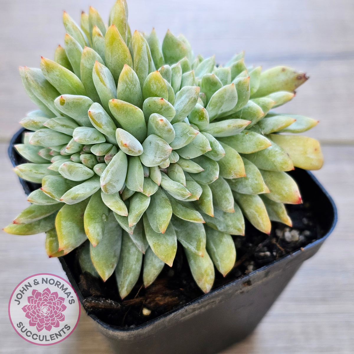 Echeveria Orange Monroe Crest