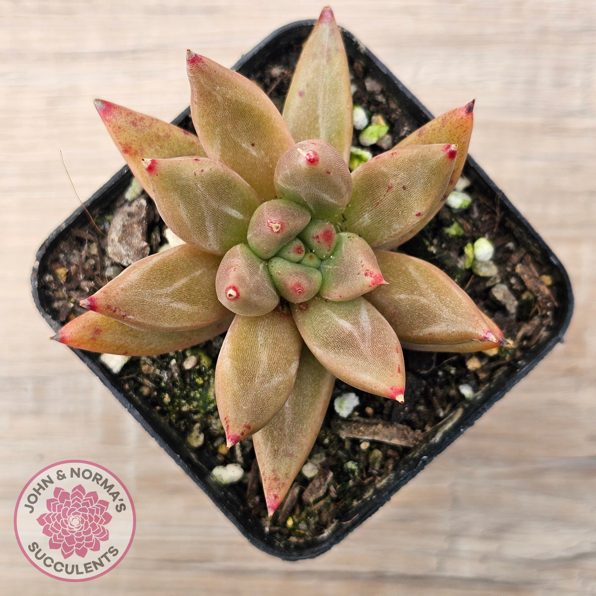 Echeveria Palpitation - Mr Haganes hybrid