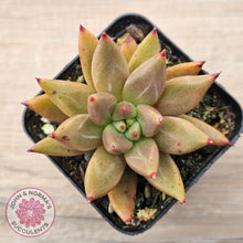 Load image into Gallery viewer, Echeveria Palpitation - Mr Haganes hybrid