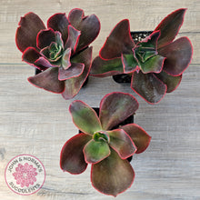 Load image into Gallery viewer, Echeveria 'Pappy's Rose'