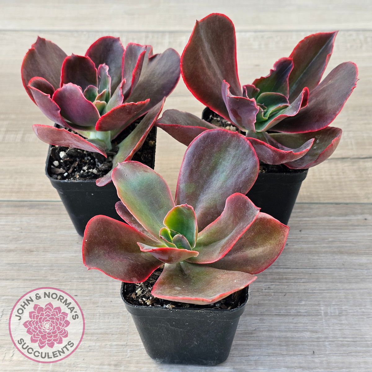 Echeveria 'Pappy's Rose'