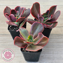 Load image into Gallery viewer, Echeveria 'Pappy's Rose'