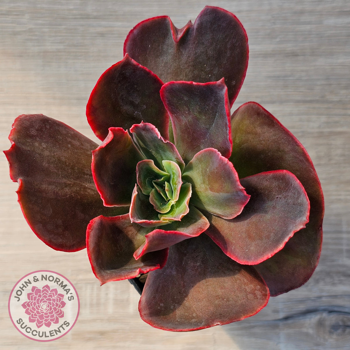 Echeveria 'Pappy's Rose'