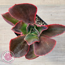 Load image into Gallery viewer, Echeveria 'Pappy's Rose'