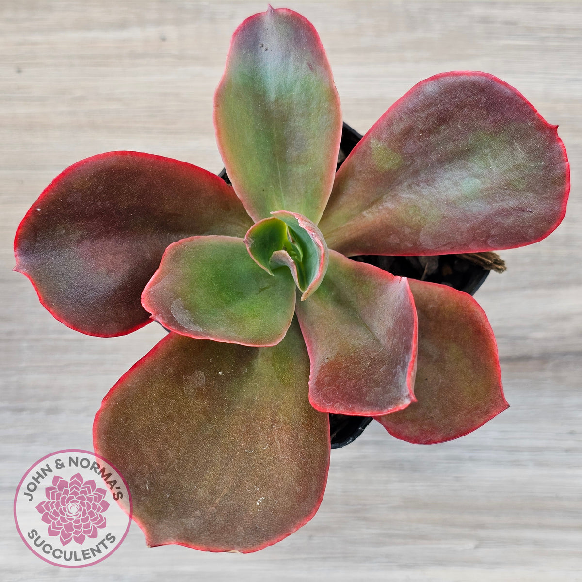 Echeveria 'Pappy's Rose'
