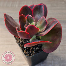 Load image into Gallery viewer, Echeveria 'Pappy's Rose'