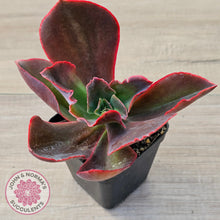 Load image into Gallery viewer, Echeveria 'Pappy's Rose'