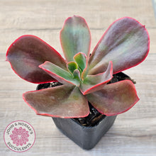 Load image into Gallery viewer, Echeveria 'Pappy's Rose'