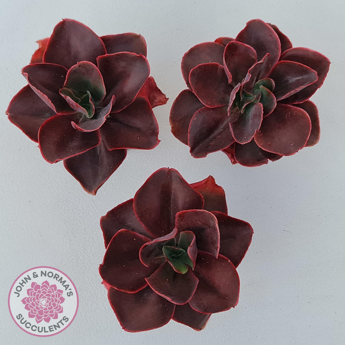 Echeveria 'Pappy's Rose'