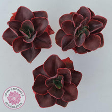 Load image into Gallery viewer, Echeveria 'Pappy's Rose'