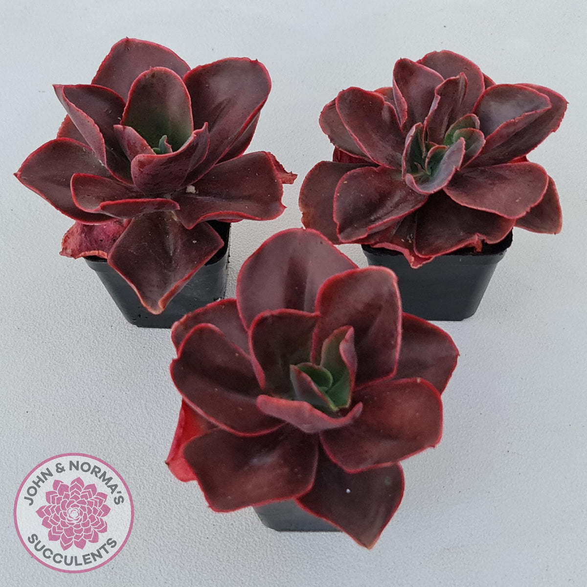 Echeveria 'Pappy's Rose'