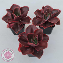 Load image into Gallery viewer, Echeveria 'Pappy's Rose' - John & Norma's Succulents Australia