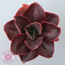 Load image into Gallery viewer, Echeveria 'Pappy's Rose'