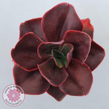 Load image into Gallery viewer, Echeveria 'Pappy's Rose'