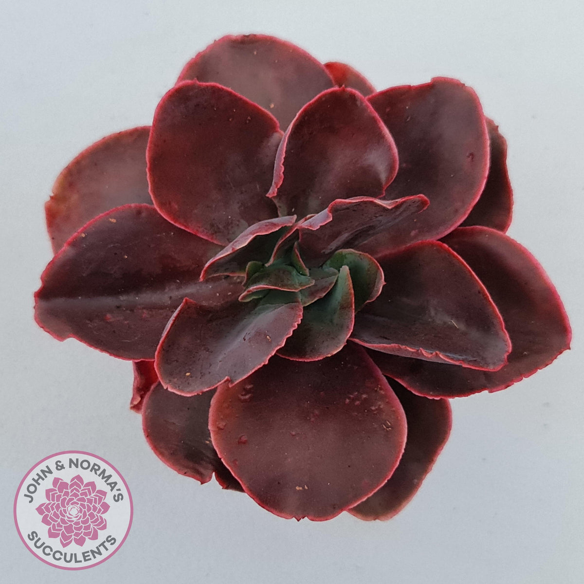 Echeveria 'Pappy's Rose'