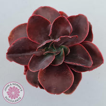 Load image into Gallery viewer, Echeveria 'Pappy's Rose'