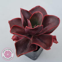 Load image into Gallery viewer, Echeveria 'Pappy's Rose'