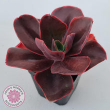 Load image into Gallery viewer, Echeveria 'Pappy's Rose'