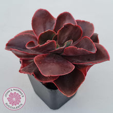 Load image into Gallery viewer, Echeveria 'Pappy's Rose' - John & Norma's Succulents Australia