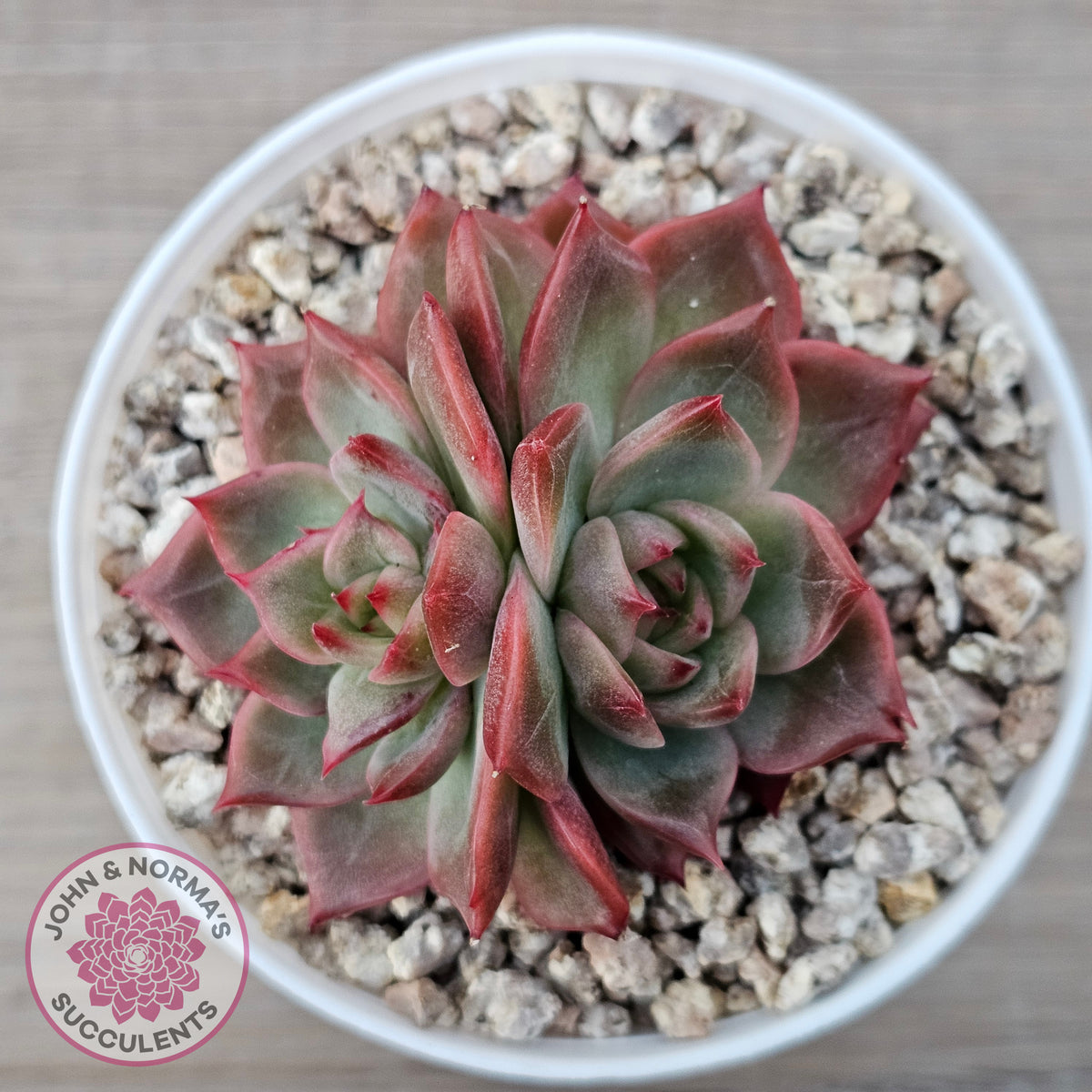 Echeveria 'Paris Rose'