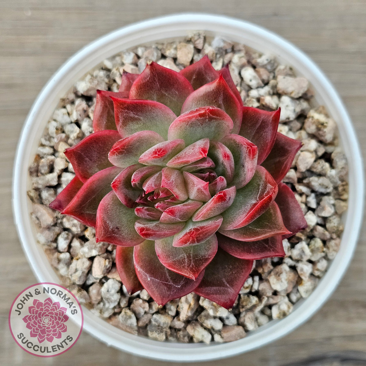 Echeveria 'Paris Rose'