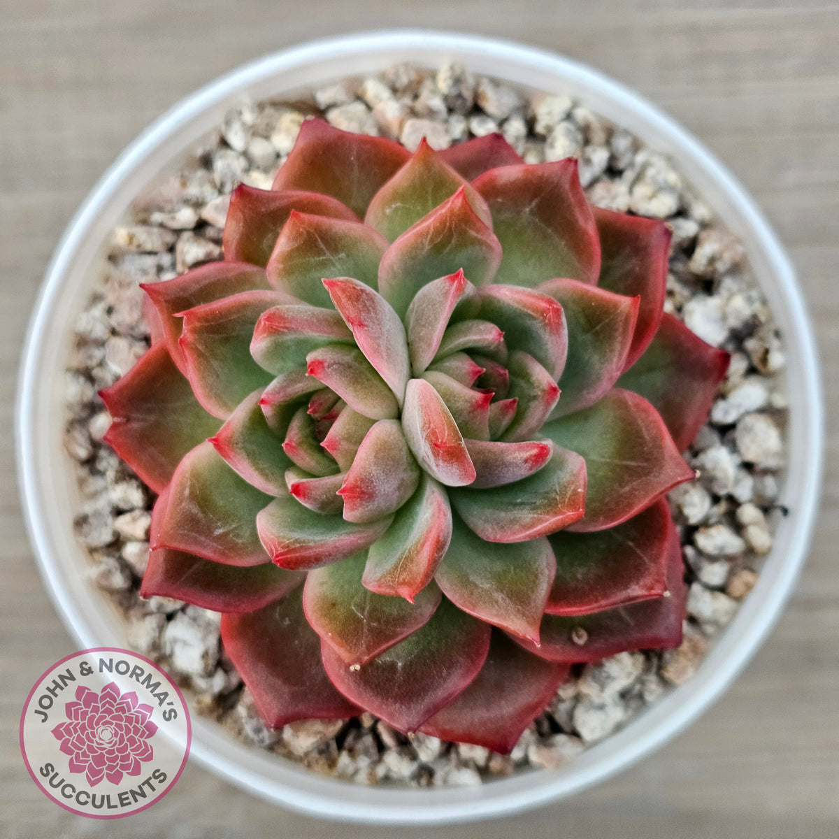 Echeveria 'Paris Rose'