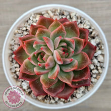Load image into Gallery viewer, Echeveria 'Paris Rose'