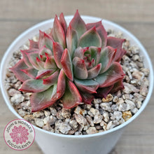 Load image into Gallery viewer, Echeveria 'Paris Rose'