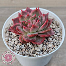 Load image into Gallery viewer, Echeveria 'Paris Rose'