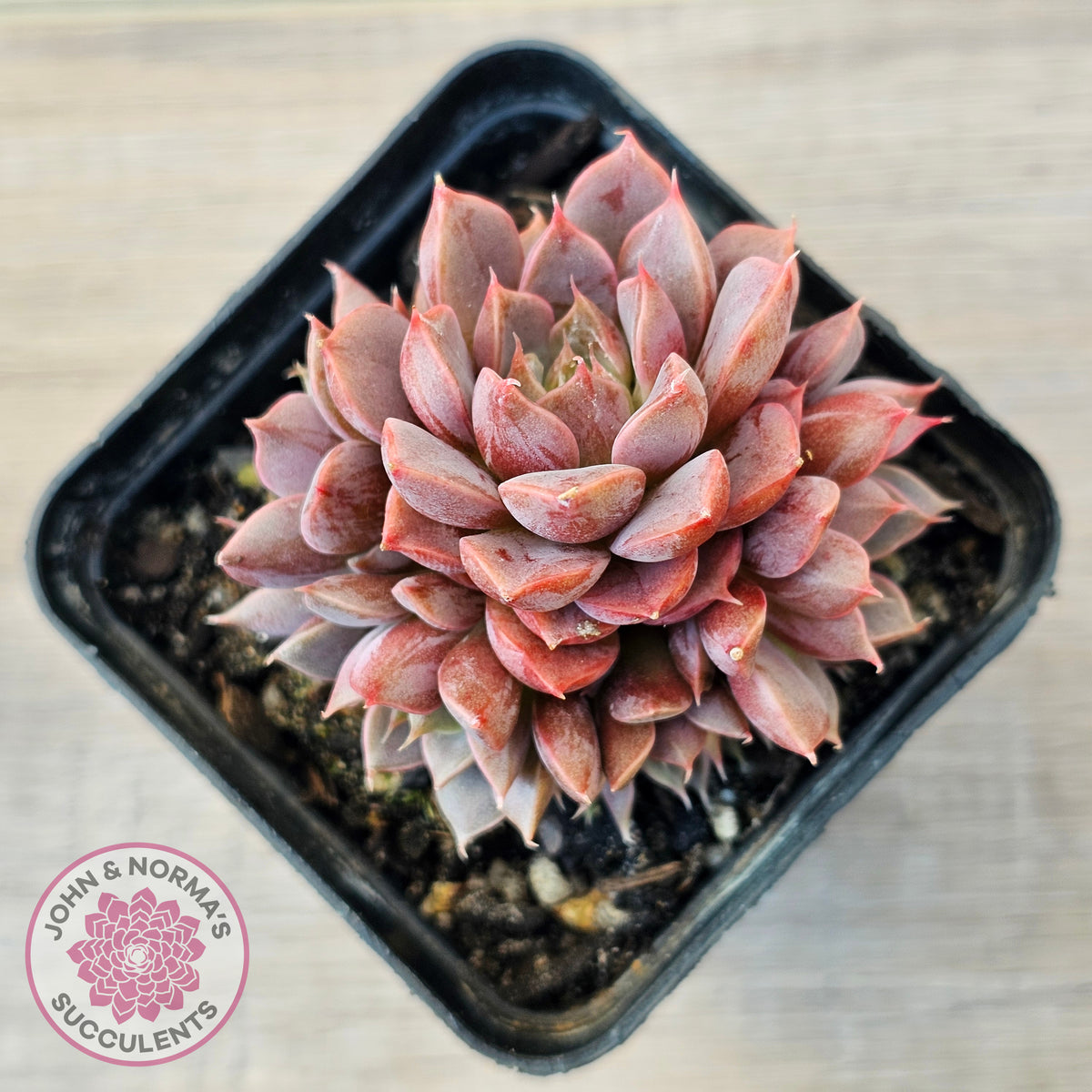 Echeveria Parks Pop Candy (multi)