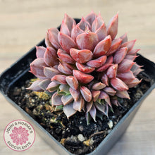 Load image into Gallery viewer, Echeveria Parks Pop Candy (multi)