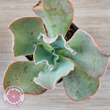 Load image into Gallery viewer, Echeveria 'Pastel'