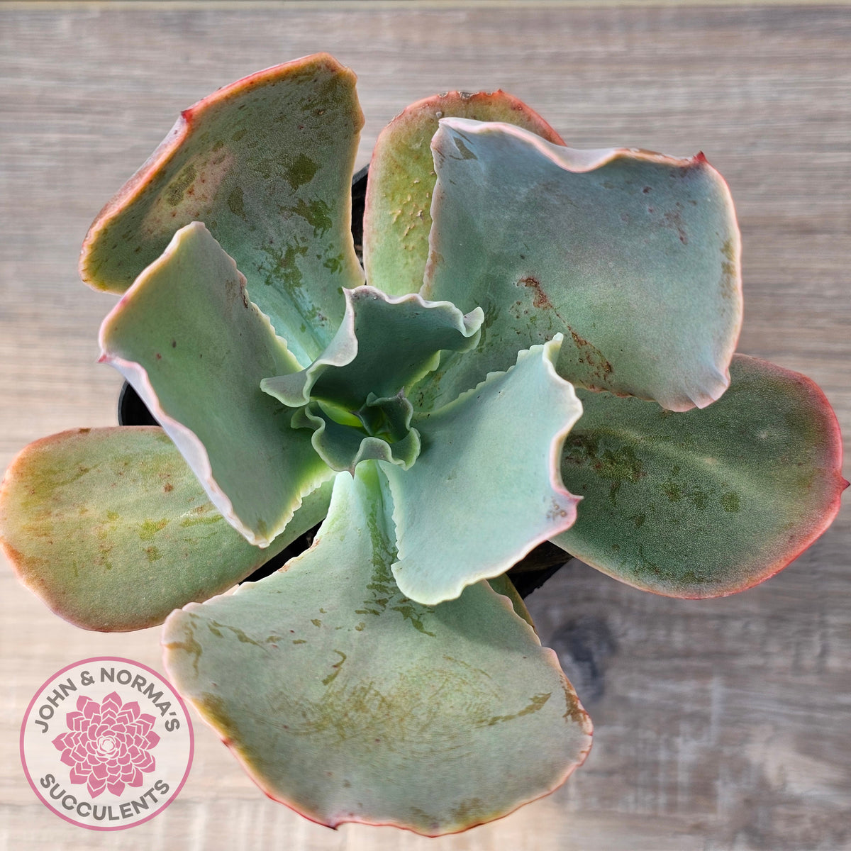 Echeveria 'Pastel'