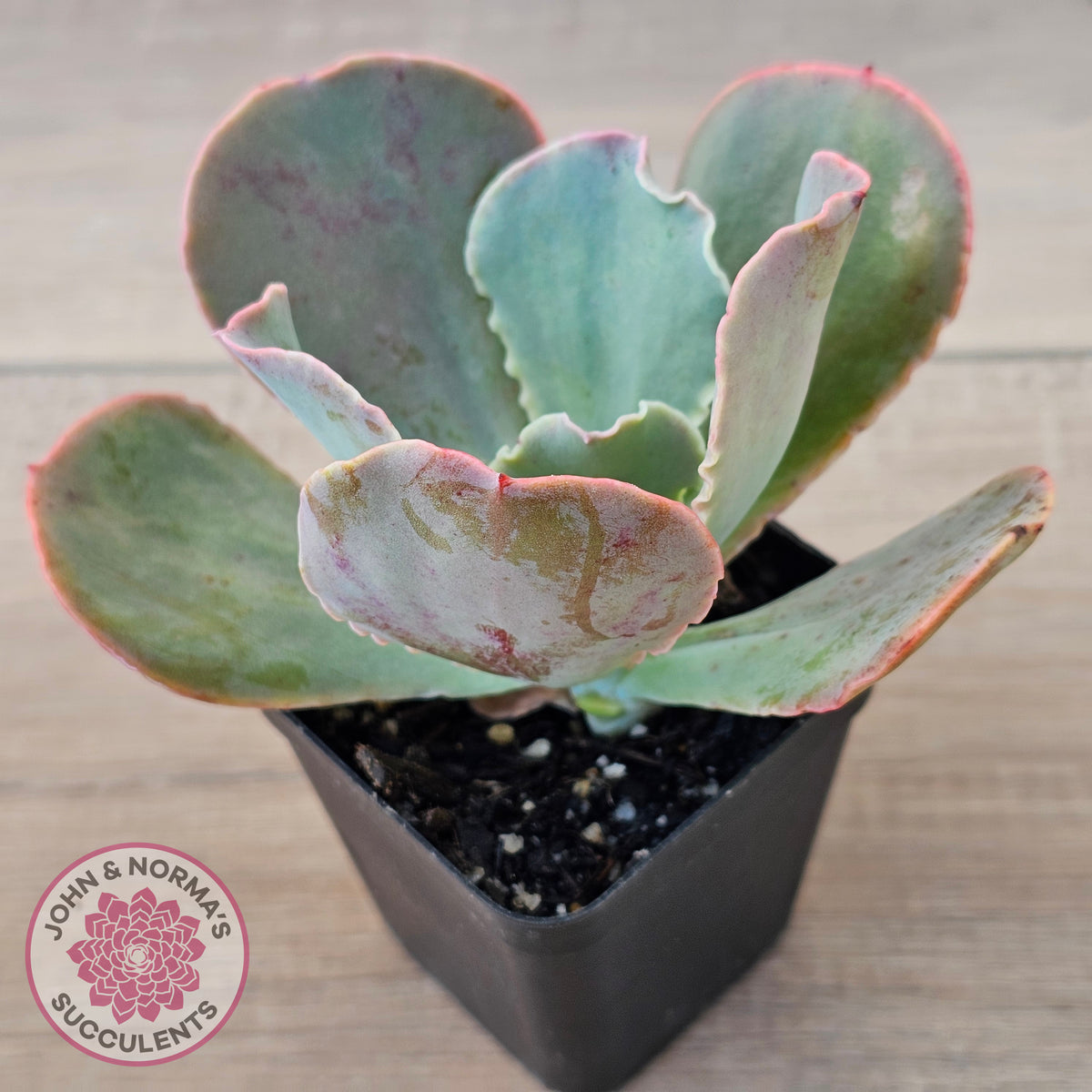 Echeveria 'Pastel'